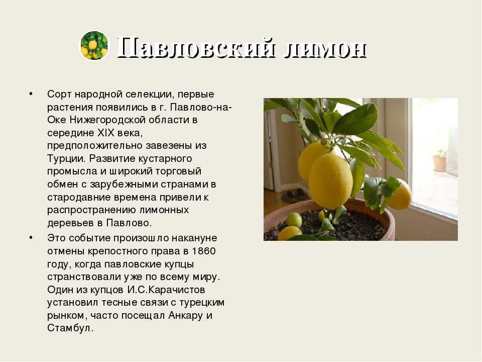 Павловский лимон: описание сорта, уход и выращивание в домашних условиях, как укоренить