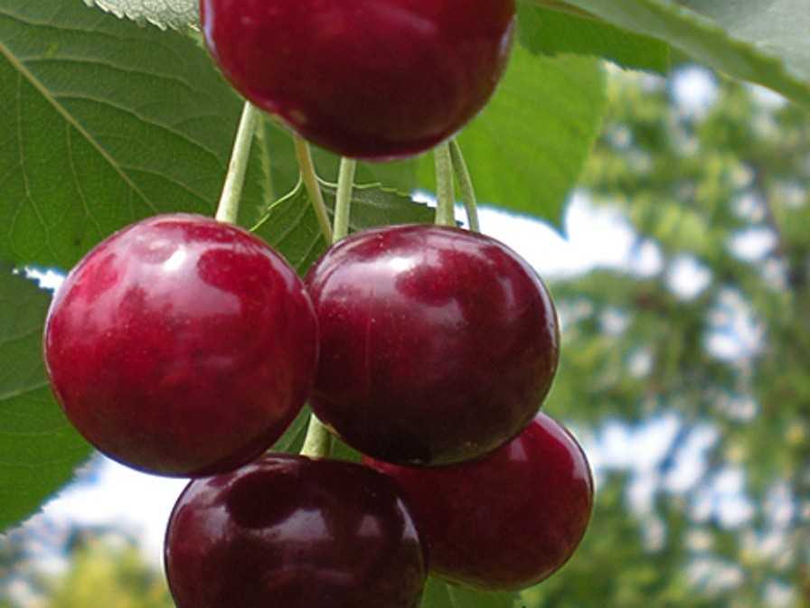 Всё о дюках — гибридах вишни и черешни. описание, выращивание, сорта. фото — ботаничка