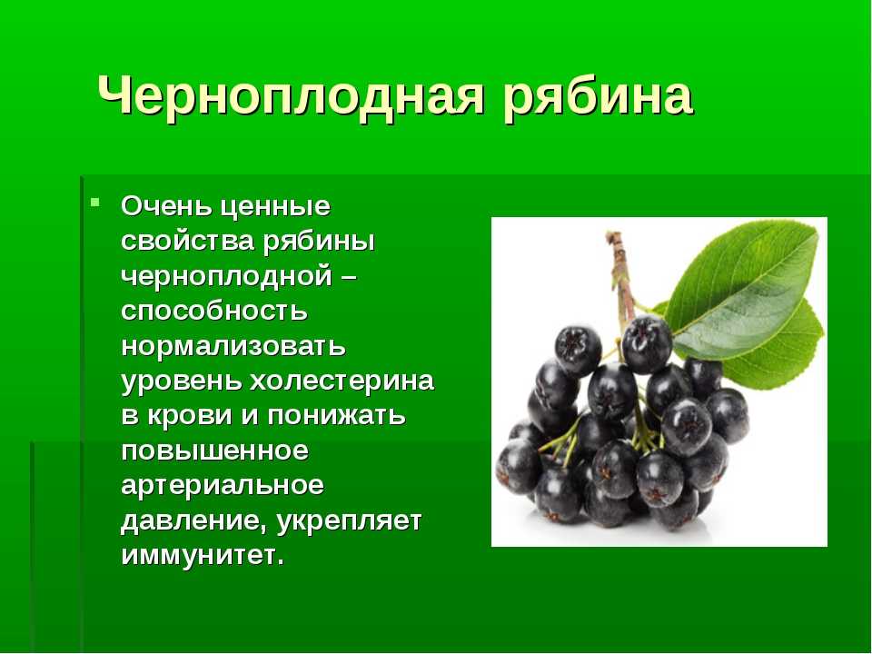 Подготовка ягод перед сушкой Способы сушки черноплодки Применение черноплодки Правила хранения сухофруктов