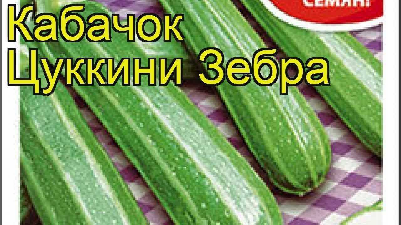 5 моих любимых сортов и гибридов кабачков-цукини. описание, фото — ботаничка