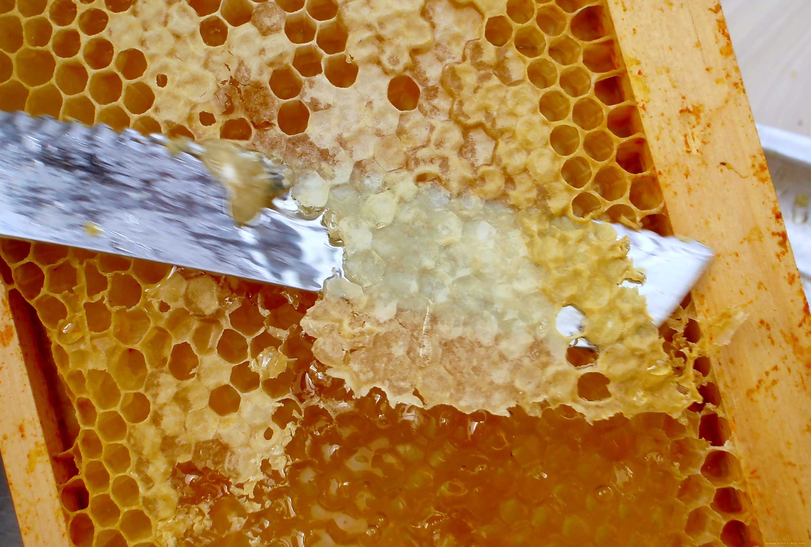 Применение и полезные свойства пчелиных сот