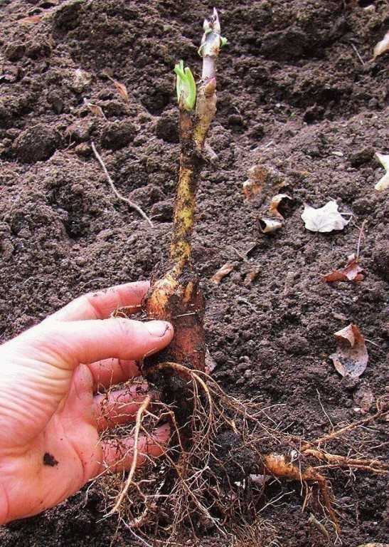 Уход за древовидными пионами в подмосковье: фото и видео выращивания, почему растение не цветет