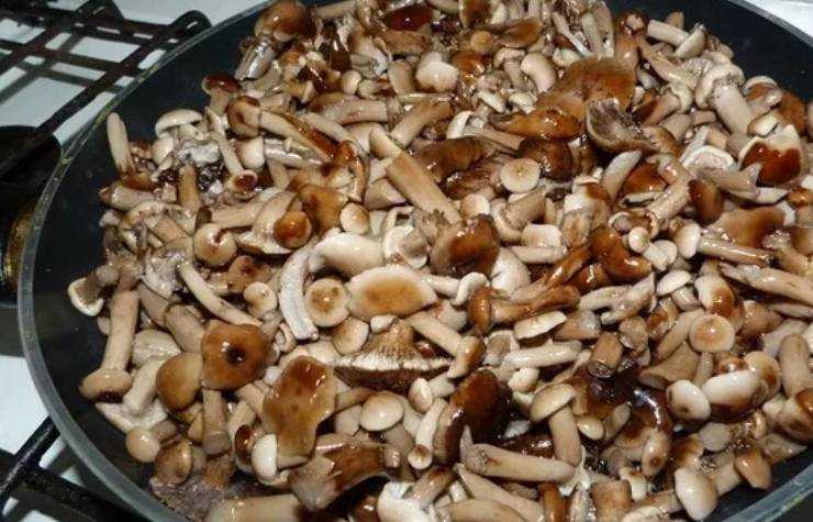 Как приготовить грибы луговые опята свежими и на зиму: лучшие рецепты. когда начинают расти летние луговые опята, как отличить съедобные грибы от ложных? как солить, мариновать в банках, варить, жарить, замораживать, сушить луговые опята: рецепты
