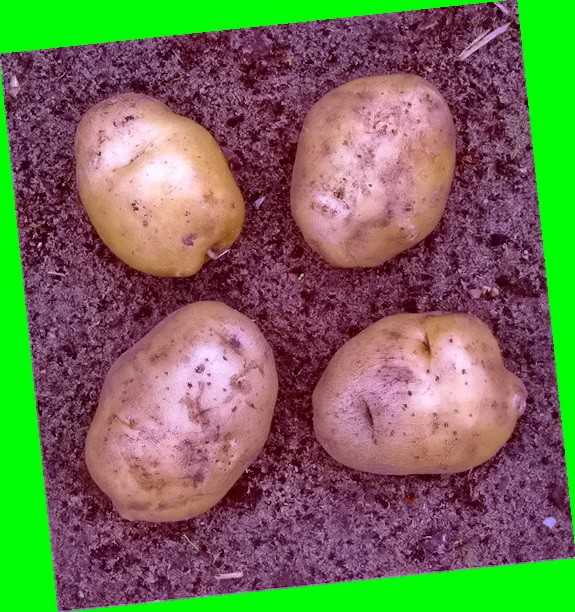 Картофель “бриз”: описание сорта + сорт картофеля бриз фото