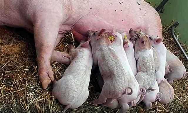 Как поросятся свиньи