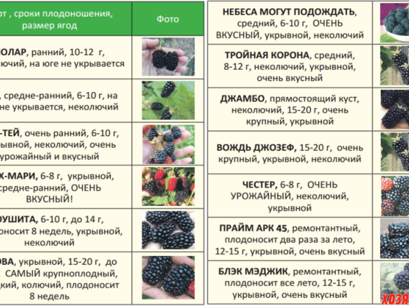 Смородина изюмная черная - отзывы и описание сорта