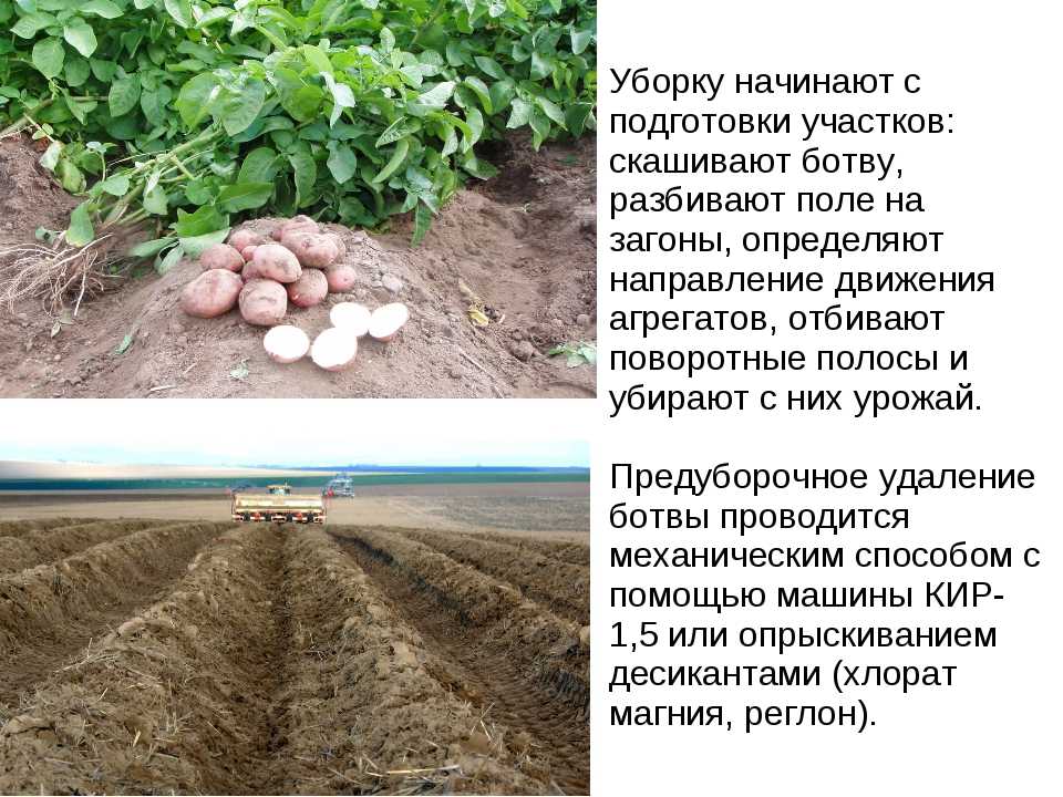 ✅ удобрения для картофеля - какие выбрать, правила и сроки подкормок, корневые и внекорневые подкормки