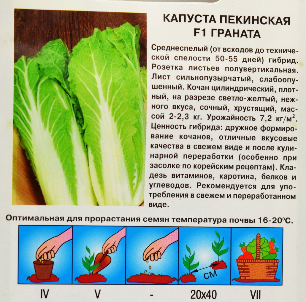 Когда высаживать капусту на урале. Посев семян пекинской капусты. Капуста пекинская Эмико. Листовые сорта пекинской капусты.