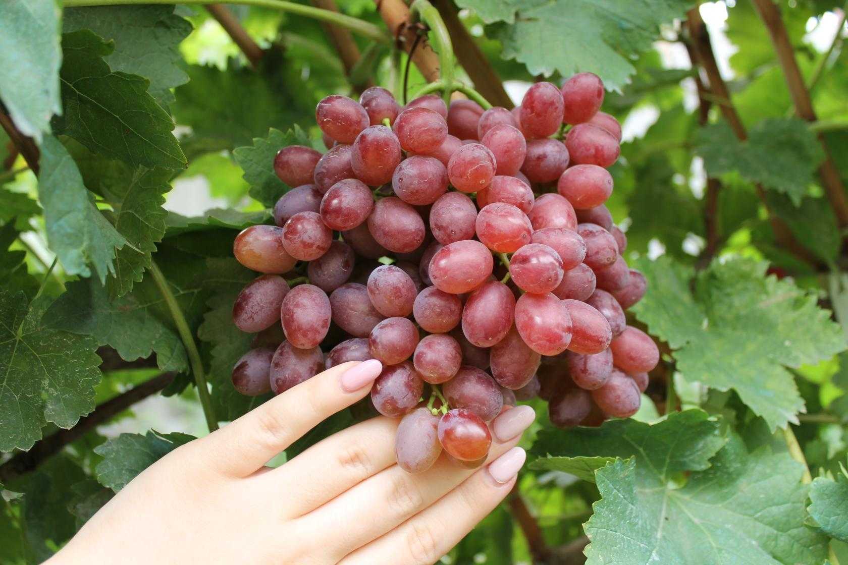 виноград сша описание сорта