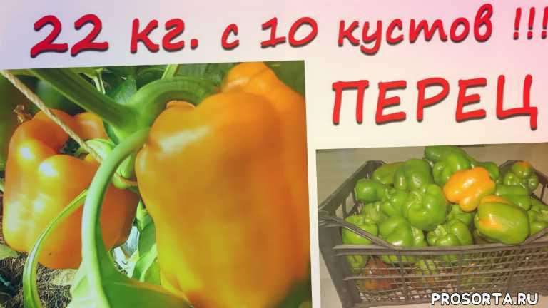 Перец гладиатор. особенности и советы по выращиванию