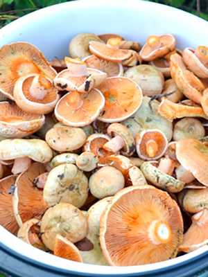 Что делать если соленые грибы закисли рыжики?