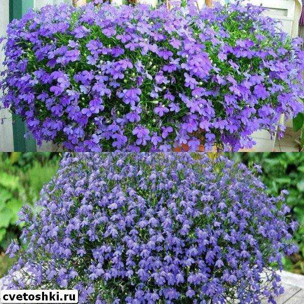 Лобелия - посадка, выращивание из семян, уход, размножение