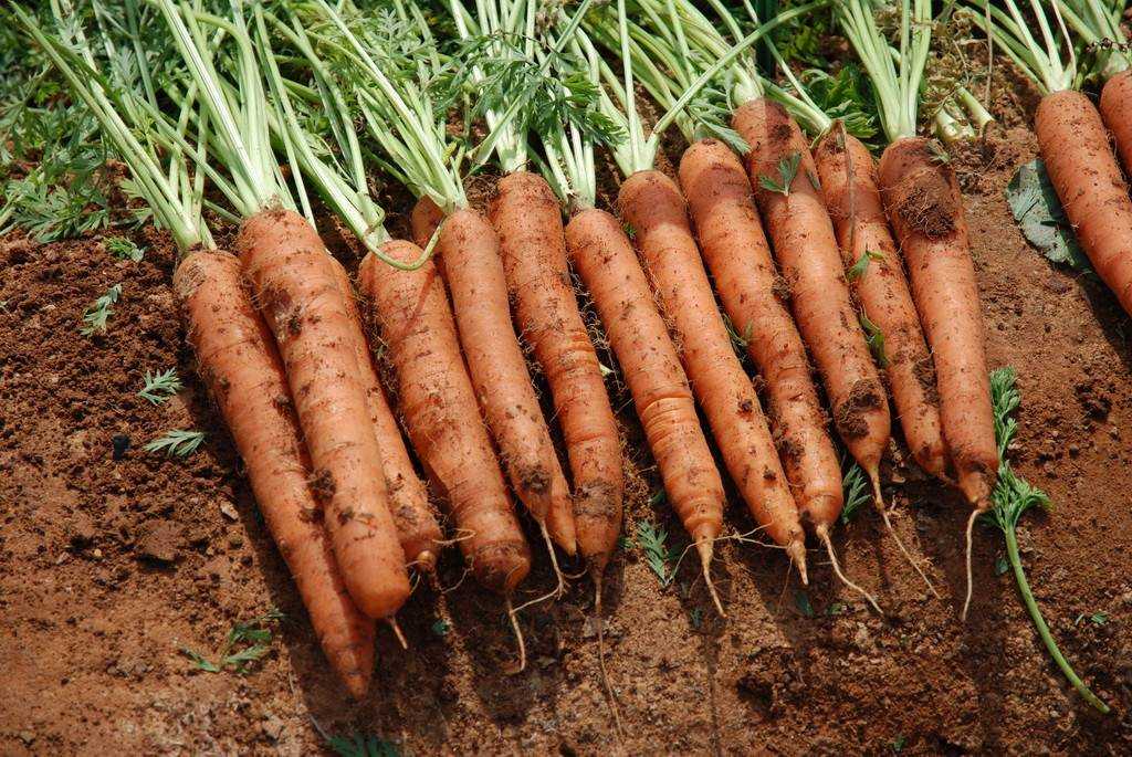 Сорта моркови для выращивания в открытом грунте с фото и описанием