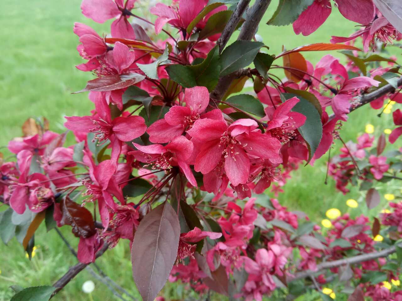 Декоративная яблоня недзвецкого – прекрасное украшение для сада