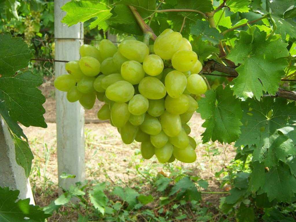 Виноград «бажена» характеристика сорта, достоинства и недостатки (видео отзыв)