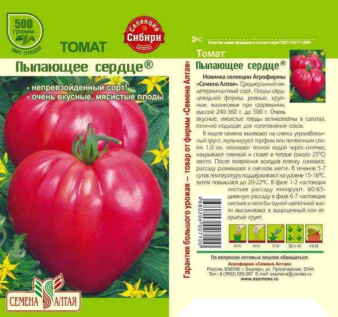 Крупноплодный томат бычье сердце: характеристика сорта, секреты выращивания и борьбы с вредителями