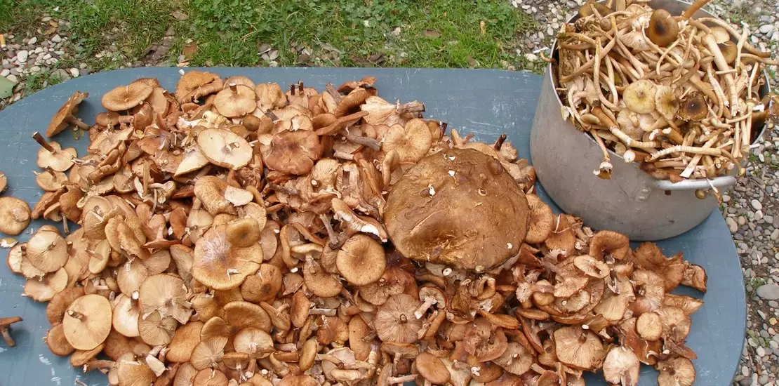 Сушка грибов (4 способа): правила, какие и сколько, как хранить сухие грибы