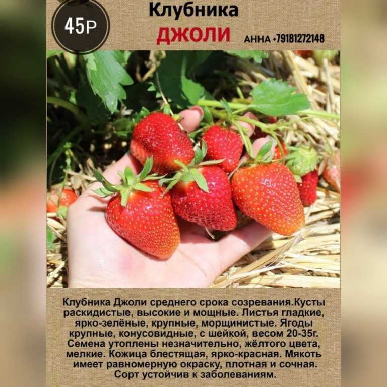 Клубника джоли фото