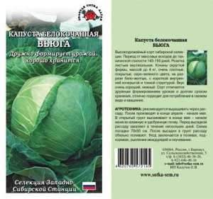 Неприхотливая капуста вьюга: описание и характеристика сорта, фото овоща
