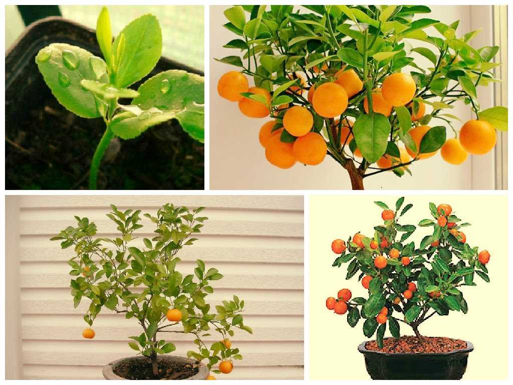 Выращивание мандарина в домашних условиях. виды и сорта. уход, размножение. фото — ботаничка