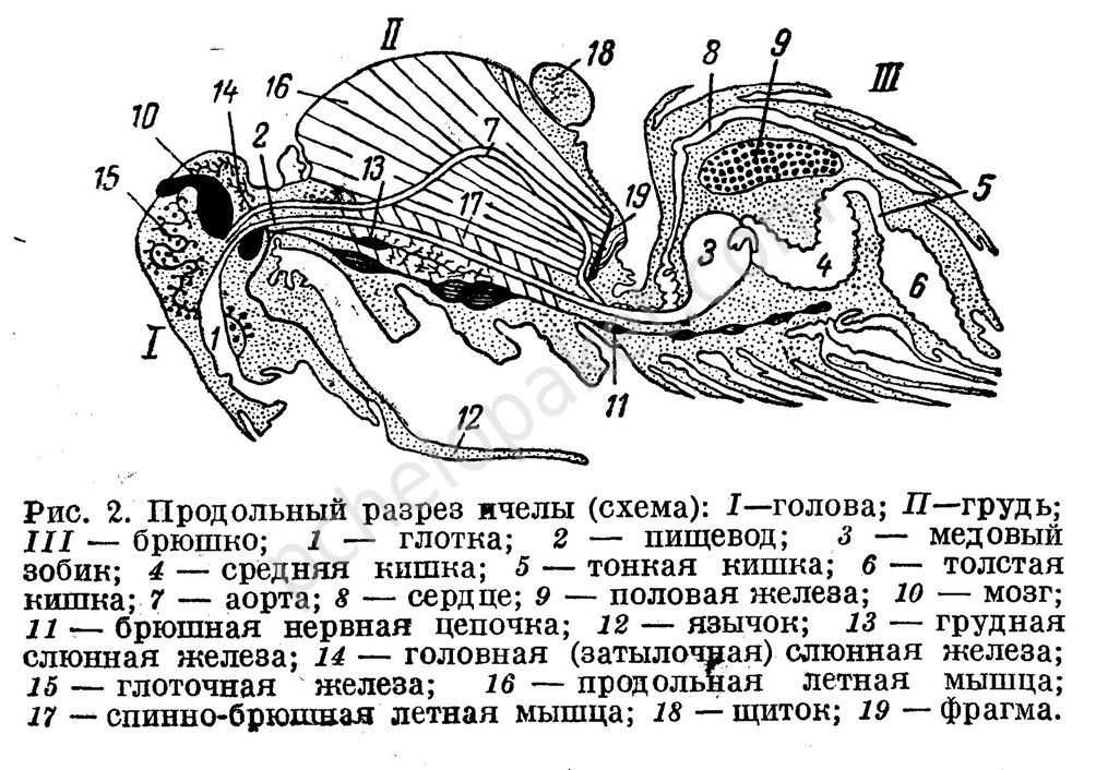 Строение тела медоносной пчелы: глаза, крылья, лапки, пищеварение (фото)