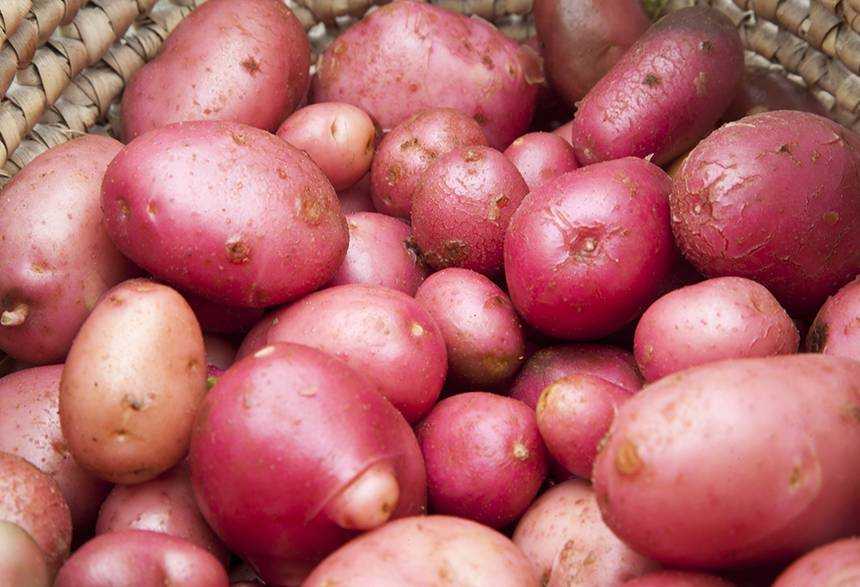 Характеристика сорта картофеля ред леди