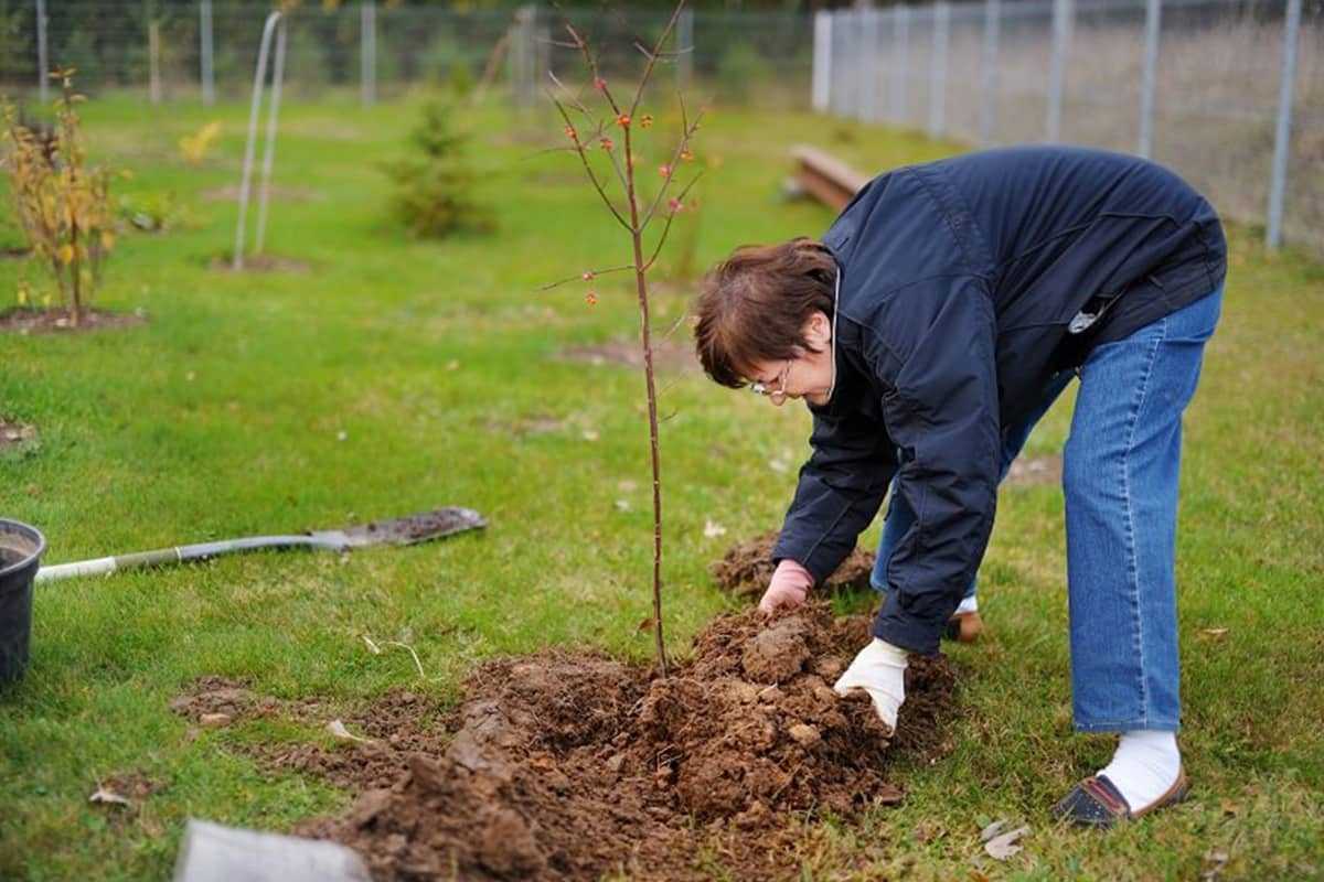 Как сажать деревья на участке