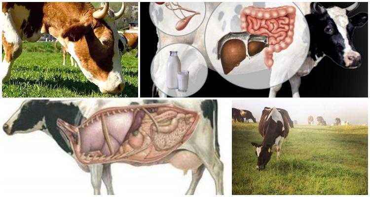 Рубец у коровы: причины заболеваний и методы лечения