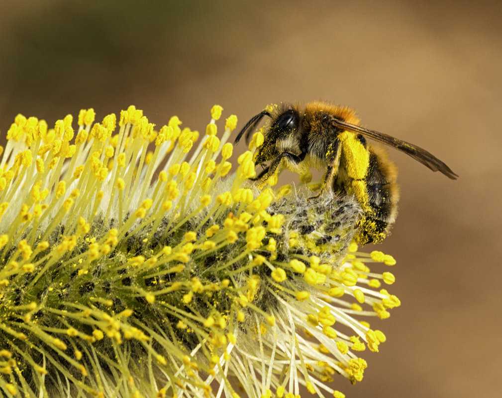 Пыльца растений собранная пчелой. Пчела с пыльцой. Пчела собирает пыльцу. Сбор пыльцы пчелами. Пыльца на цветке.