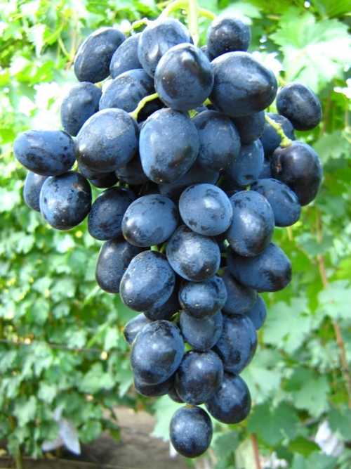 Раннеспелый сорт, простой в выращивании и уходе — виноград «забава»