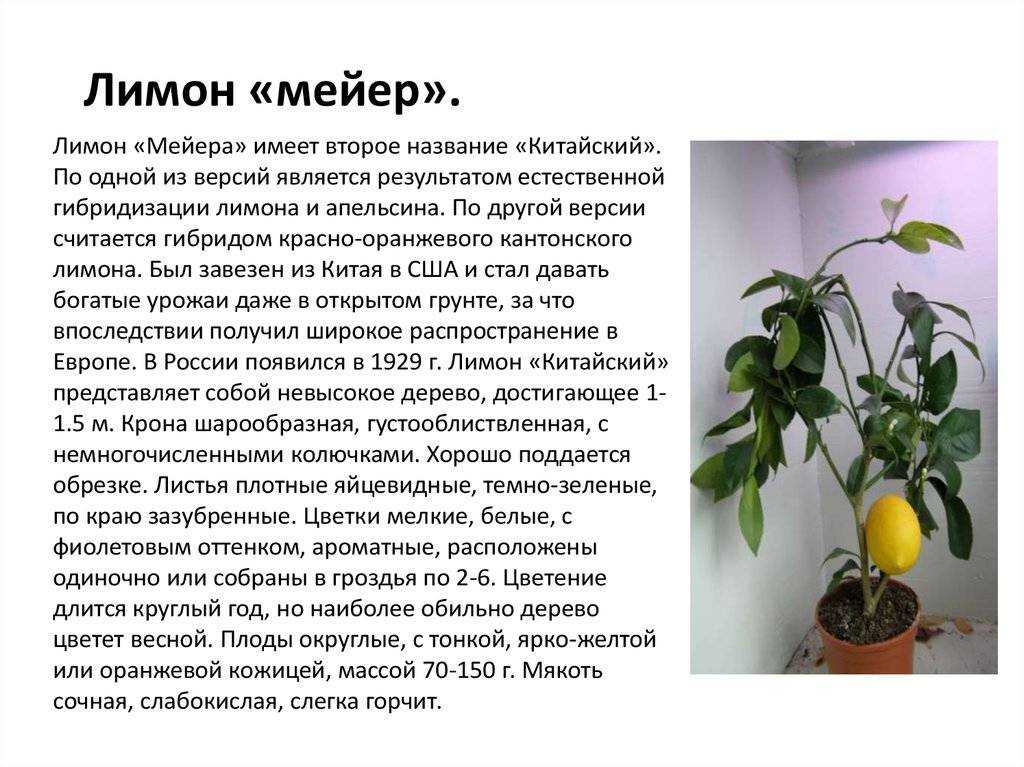 Лимон павловский уход в домашних условиях: цветение и болезни