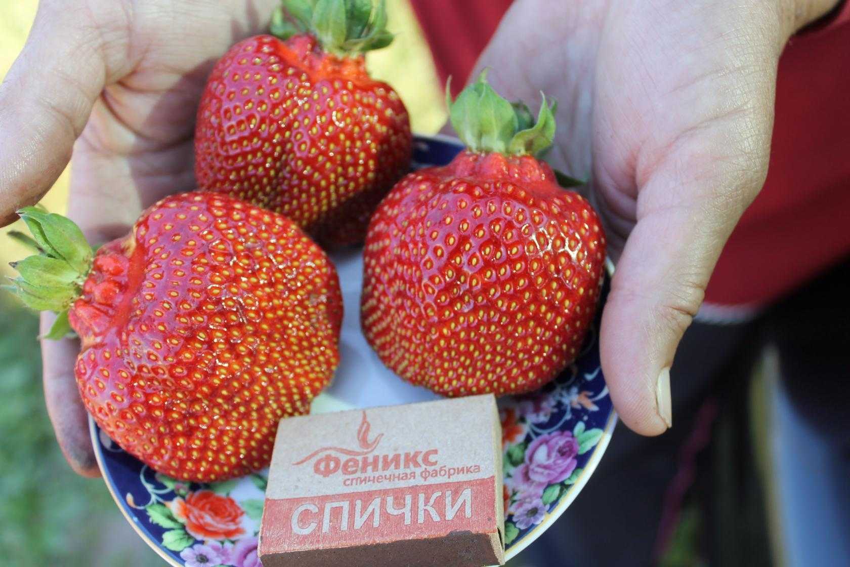 Сорт клубники форум. Земляника Садовая сорт Азия. Земляника Садовая Азия НФ 421.