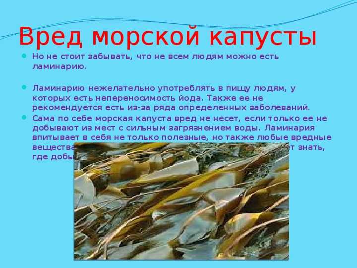 Пекинская капуста: польза и вред для здоровья человека