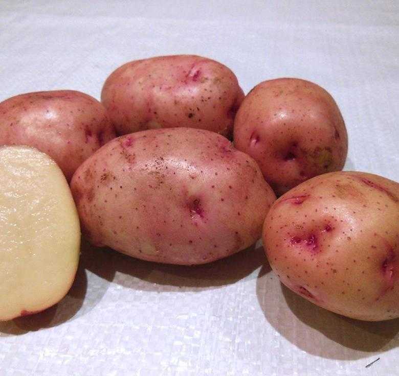 Картофель лорх: описание сорта, правила выращивания, отзывы