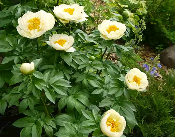 Пион лемон шиффон (paeonia lemon chiffon)