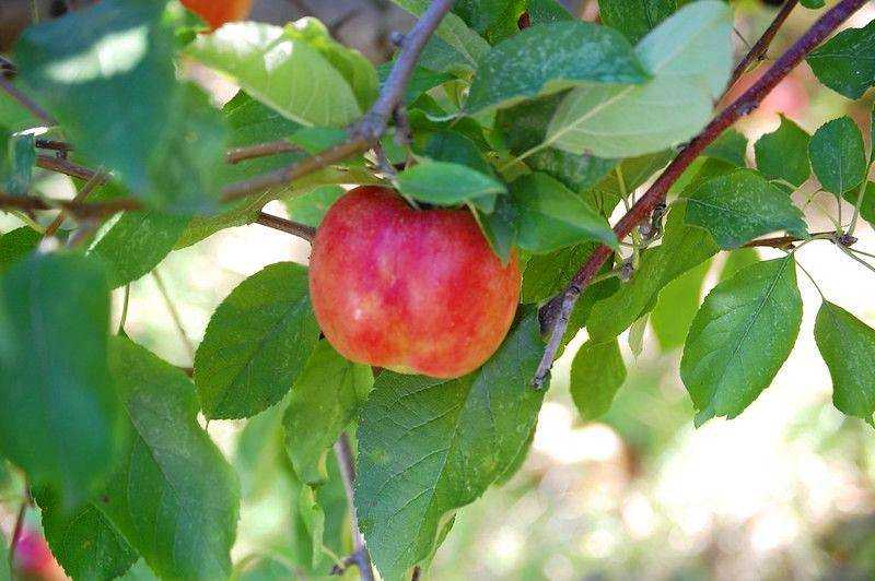 Описание сортовых качеств яблони айдаред