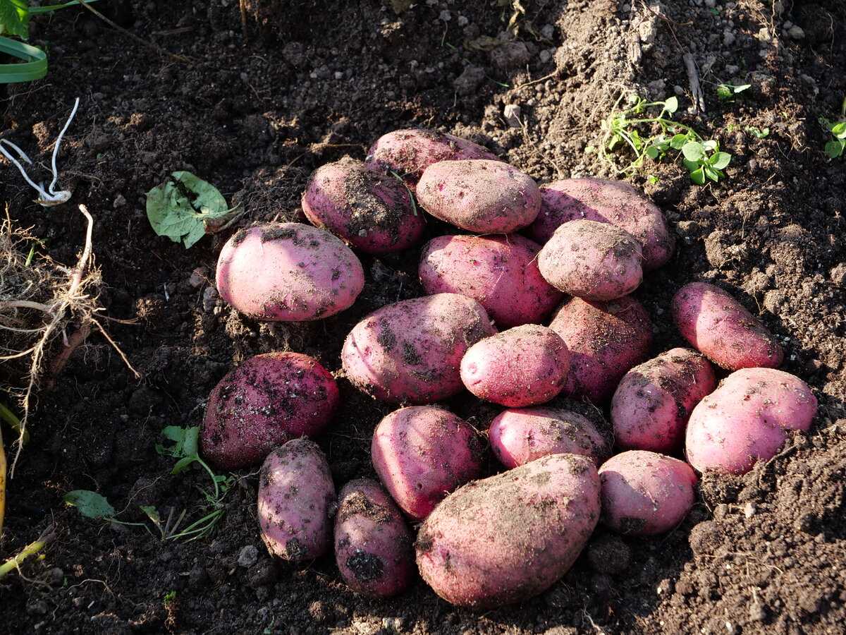 Картофель сорта лидер и мировые лидеры по выращиванию картофеля