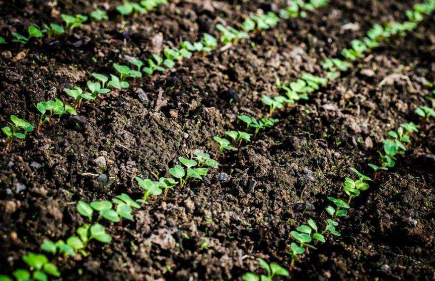 Выращивание редиски: правильная посадка и уход для хорошего урожая