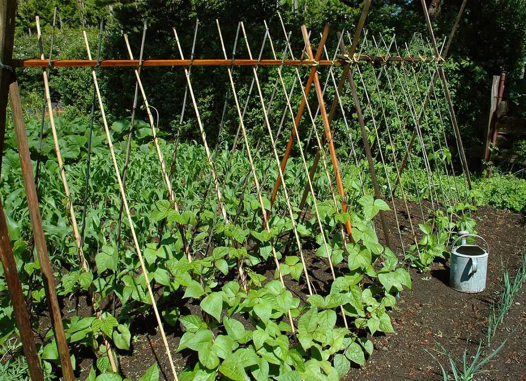 Выращивание кустовой фасоли | во саду и в огороде — как сажать кустовую фасоль — про огород