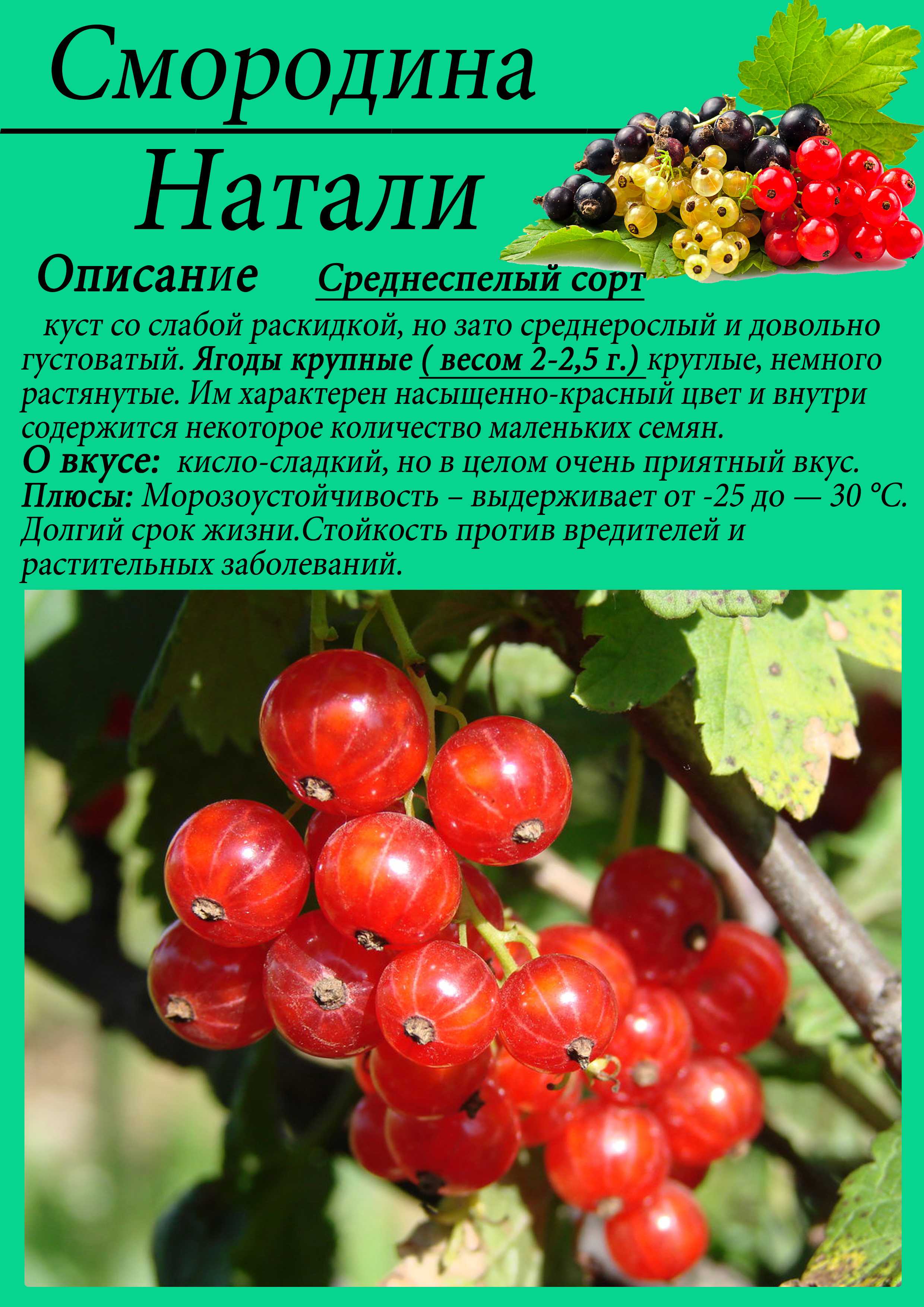 Смородина натали: описание сорта красной ягоды и его фото selo.guru — интернет портал о сельском хозяйстве