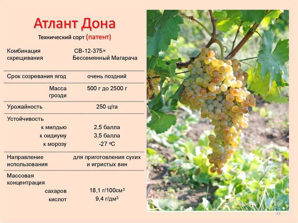 Лучшие сорта белого винограда (фото, описание)