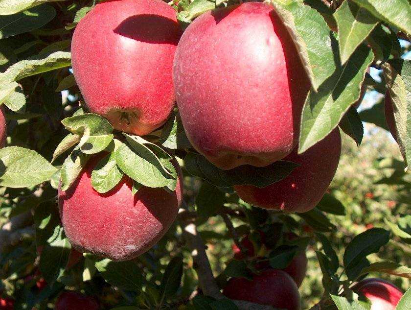 Красномясистые яблоки: описание, вкусовые качества, фото