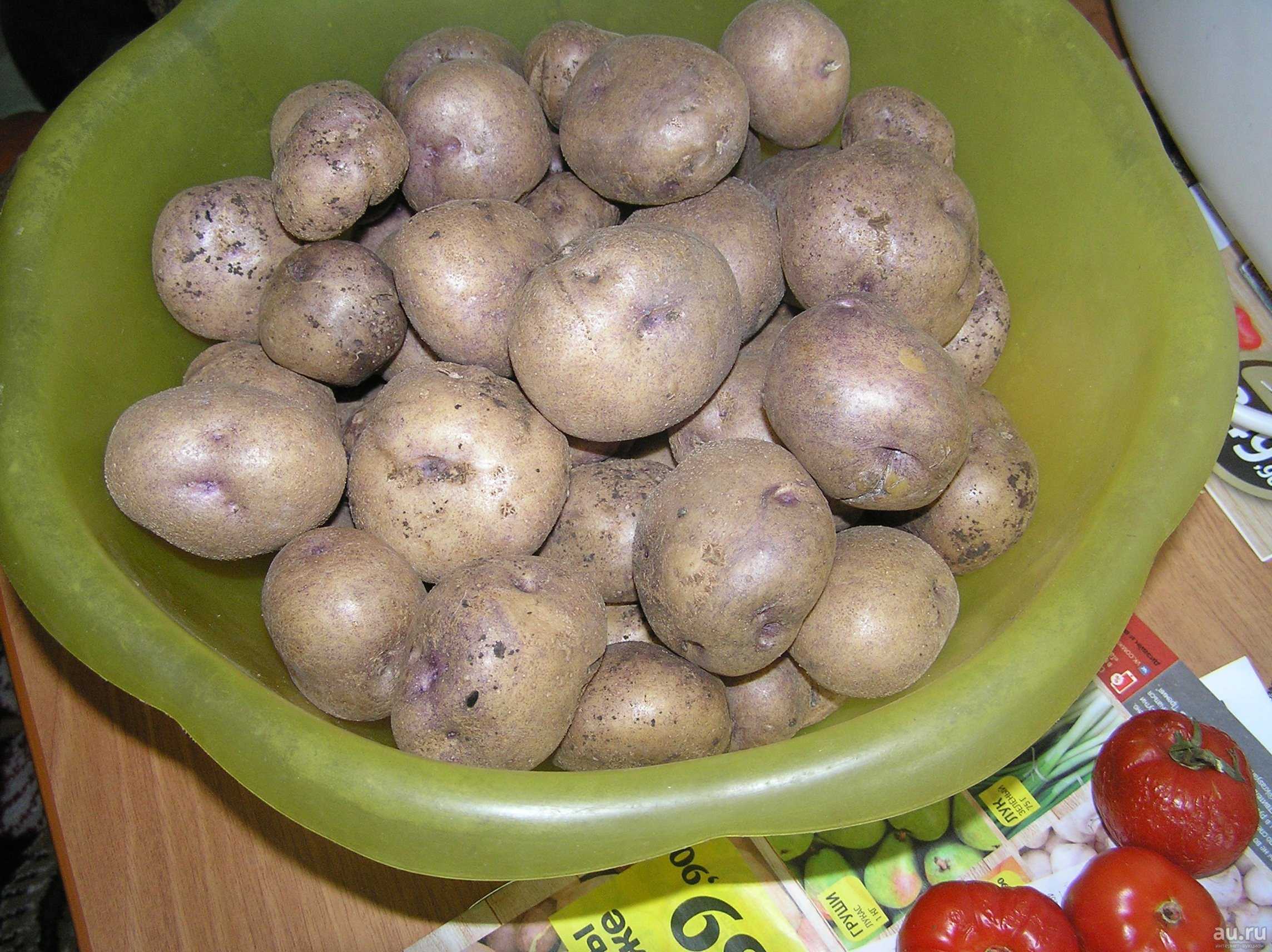 Картофель синеглазка отзывы. Сорт картофеля Синеглазка (Ганнибал). Сорт картофеля Синеглазка. Картофель семенной Синеглазка. Сорт картошки Синеглазка.