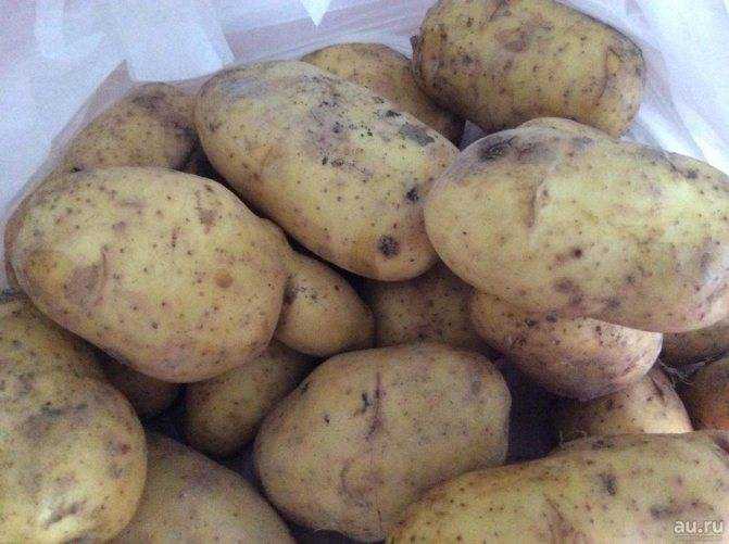 Картофель Латона: описание сорта, фото, отзывы Соблюдая весь комплекс необходимых мероприятий, даже начинающий картофелевод вырастит достойный урожай