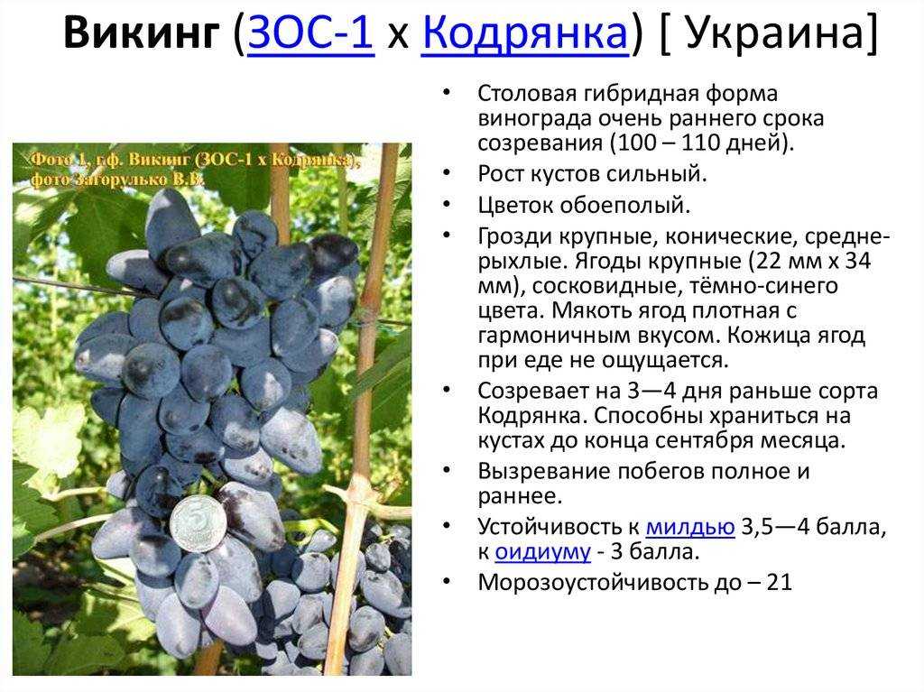 Все о выращивании винограда новичкам: советы от виноградаря-профи олены непомнящей