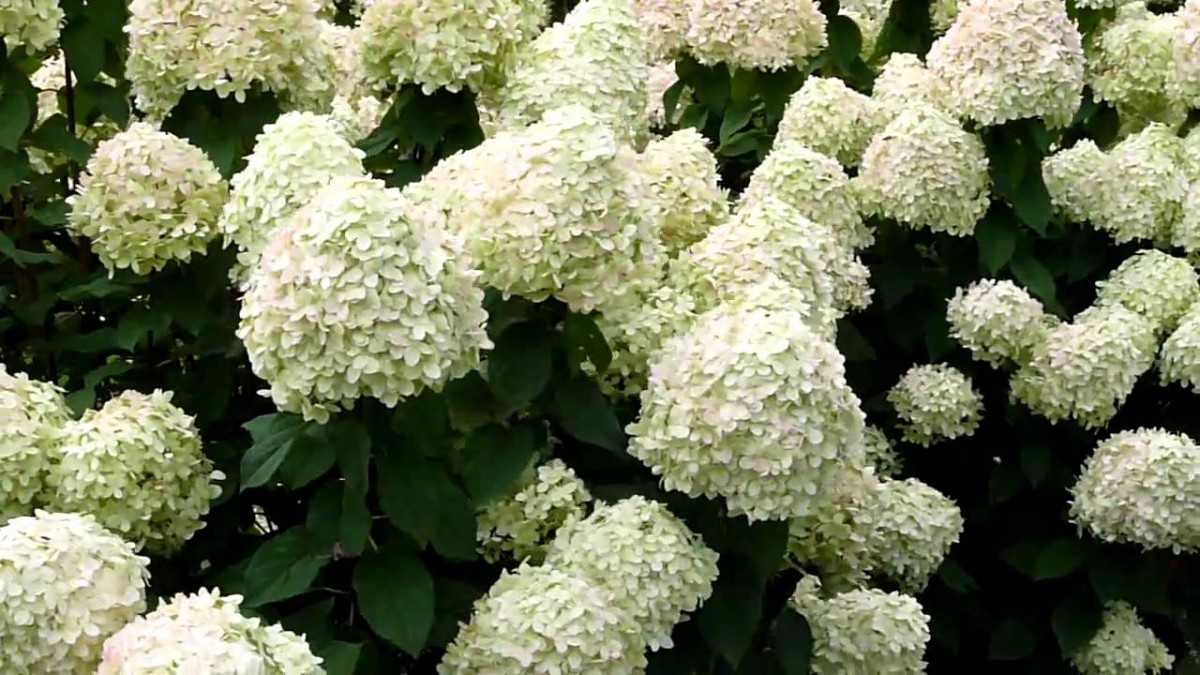 Гортензия метельчатая грандифлора: посадка и уход, фото