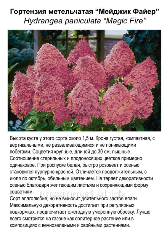 Гортензия черешковая: фото, описание, посадка и уход, секреты выращивания :: syl.ru