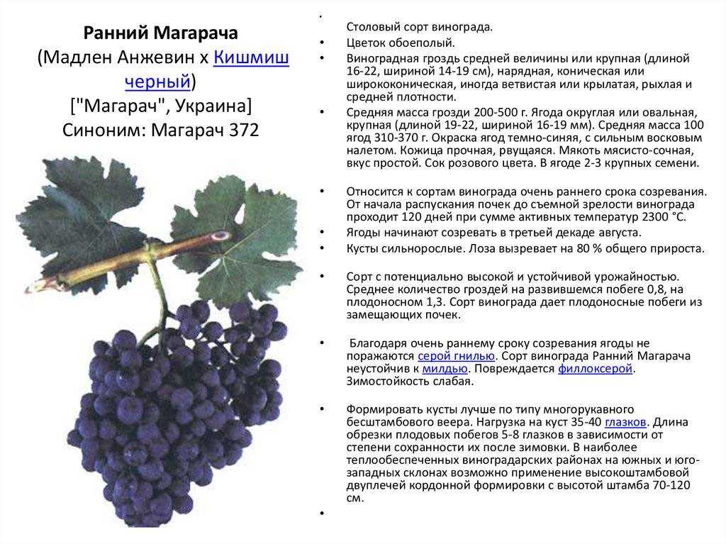 Сорт столового вина. Сорт винограда Магарача. Рислинг сорт винограда виноградник. Виноград Магарач 372. Сорта винограда- Молдова сахаристость.