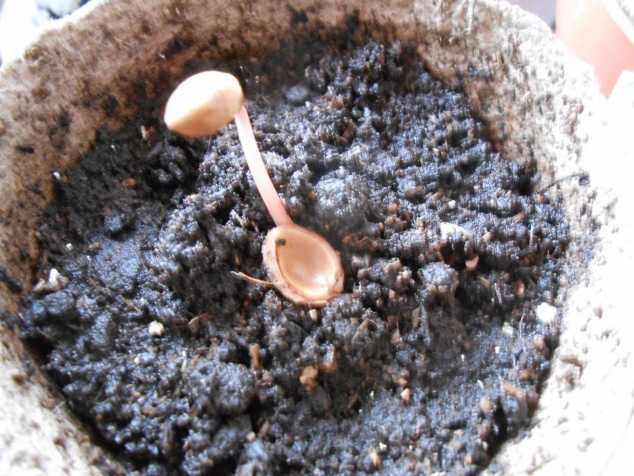 Как вырастить черешню из косточки дома?