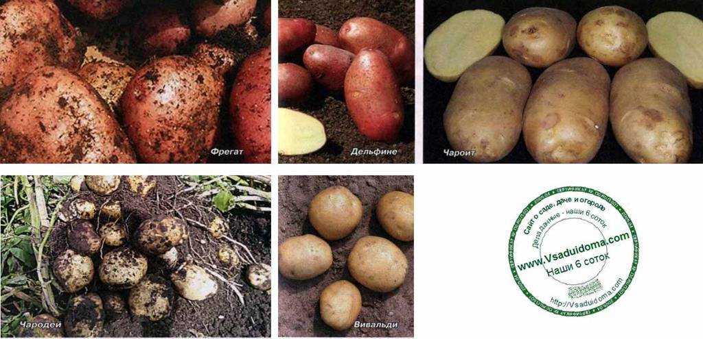 Сорт картофеля – санте: описание, качества, посадка и уход: характеристики, свойства, методы
